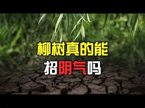 柳樹 陰